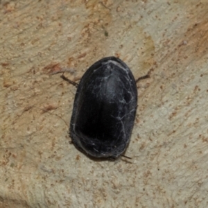 Pterohelaeus striatopunctatus at Turner, ACT - 22 May 2024