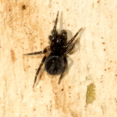 Unidentified Other hunting spider at Acton, ACT - 22 May 2024 by AlisonMilton