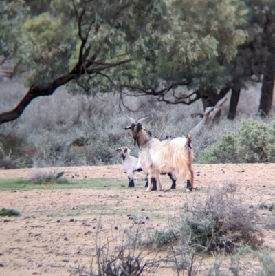 Capra hircus (Wild Goat) at Menindee, NSW - 30 May 2024 by Darcy