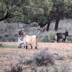 Capra hircus at Menindee, NSW - 30 May 2024