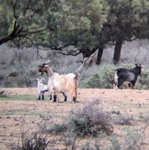 Capra hircus at Menindee, NSW - 30 May 2024 10:03 AM