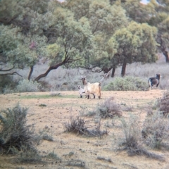 Capra hircus at Menindee, NSW - 30 May 2024