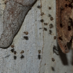 Cryptachaea veruculata at Turner, ACT - 22 May 2024