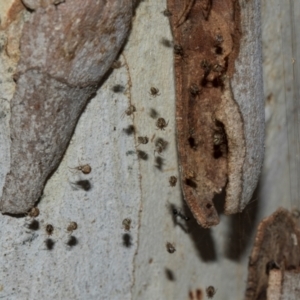 Cryptachaea veruculata at Turner, ACT - 22 May 2024