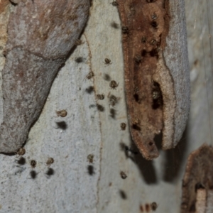 Cryptachaea veruculata at Turner, ACT - 22 May 2024