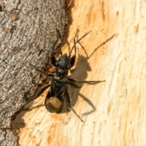 Daerlac nigricans at Acton, ACT - 22 May 2024 02:53 PM