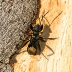 Daerlac nigricans at Acton, ACT - 22 May 2024 02:53 PM