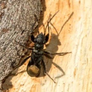 Daerlac nigricans at Acton, ACT - 22 May 2024