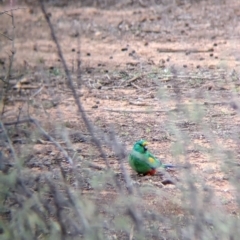 Psephotellus varius (Mulga Parrot) at Menindee, NSW - 30 May 2024 by Darcy