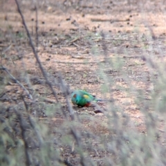 Psephotellus varius at Menindee, NSW - 30 May 2024 10:10 AM