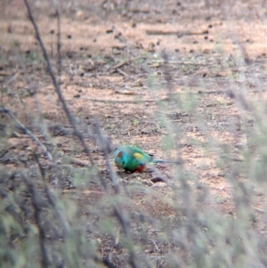 Psephotellus varius at Menindee, NSW - 30 May 2024