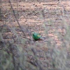 Psephotellus varius at Menindee, NSW - 30 May 2024