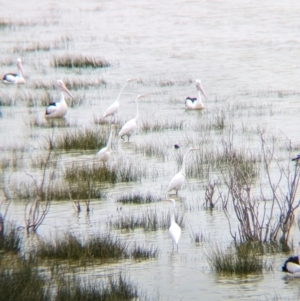 Ardea alba at Menindee, NSW - 30 May 2024