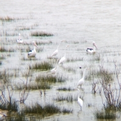 Ardea alba at Menindee, NSW - 30 May 2024