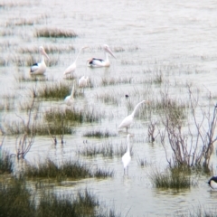 Ardea alba at Menindee, NSW - 30 May 2024 11:03 AM