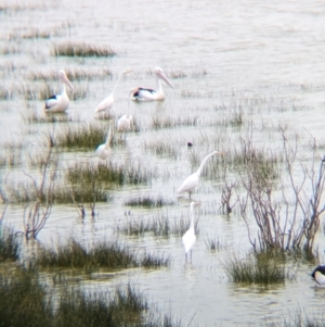 Ardea alba at Menindee, NSW - 30 May 2024