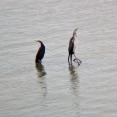 Anhinga novaehollandiae at Menindee, NSW - 30 May 2024