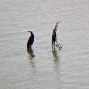 Anhinga novaehollandiae at Menindee, NSW - 30 May 2024 11:08 AM