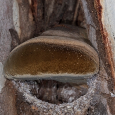 Unidentified Shelf-like to hoof-like & usually on wood at Hawker, ACT - 27 Mar 2024 by AlisonMilton