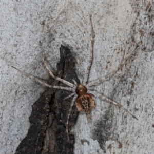 Tamopsis sp. (genus) at Hawker, ACT - 27 Mar 2024