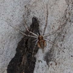 Tamopsis sp. (genus) at Hawker, ACT - 27 Mar 2024