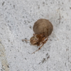 Cryptachaea gigantipes at Hawker, ACT - 27 Mar 2024