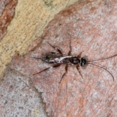 Unidentified Parasitic wasp (numerous families) at Hawker, ACT - 27 Mar 2024 by AlisonMilton