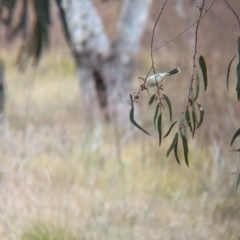 Ptilotula penicillata (White-plumed Honeyeater) at Menindee, NSW - 30 May 2024 by Darcy