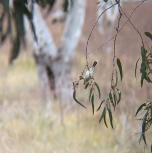 Ptilotula penicillata at Menindee, NSW - 30 May 2024 11:15 AM