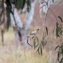 Ptilotula penicillata at Menindee, NSW - 30 May 2024