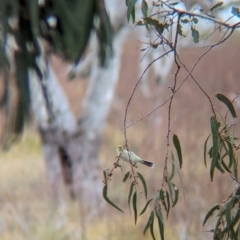 Ptilotula penicillata at Menindee, NSW - 30 May 2024