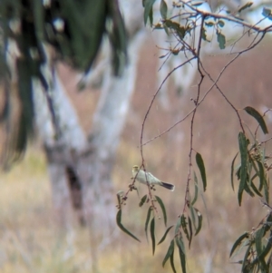 Ptilotula penicillata at Menindee, NSW - 30 May 2024