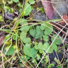 Dichondra repens (Kidney Weed) at QPRC LGA - 10 Jun 2024 by clarehoneydove