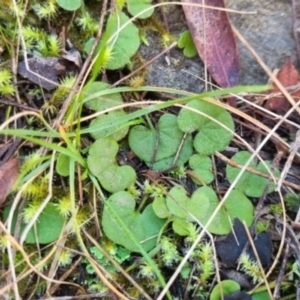 Dichondra repens at QPRC LGA - suppressed