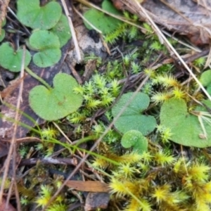 Dichondra repens at QPRC LGA - suppressed