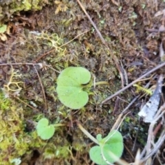 Dichondra repens at QPRC LGA - suppressed