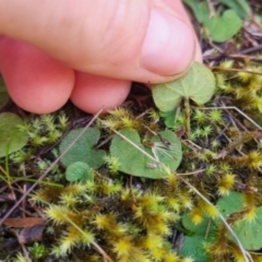 Dichondra repens at QPRC LGA - suppressed