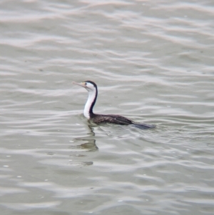 Phalacrocorax varius at Menindee, NSW - 30 May 2024 11:21 AM