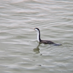 Phalacrocorax varius at Menindee, NSW - 30 May 2024