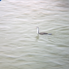 Phalacrocorax varius at Menindee, NSW - 30 May 2024 11:21 AM