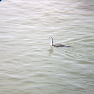 Phalacrocorax varius at Menindee, NSW - 30 May 2024