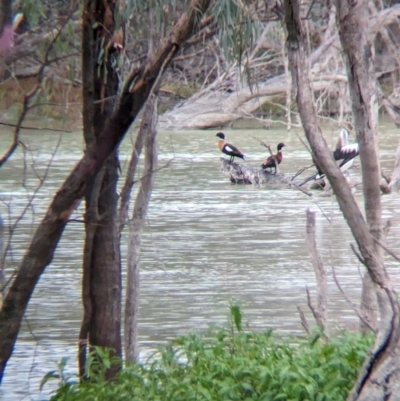 Tadorna tadornoides (Australian Shelduck) at Menindee, NSW - 30 May 2024 by Darcy