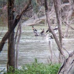 Tadorna tadornoides at Menindee, NSW - 30 May 2024