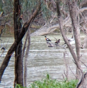 Tadorna tadornoides at Menindee, NSW - 30 May 2024 02:12 PM