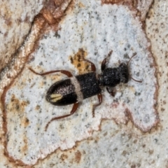 Lemidia accincta (Clerid beetle) at Hawker, ACT - 27 Mar 2024 by AlisonMilton