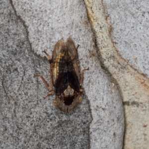 Stenocotis depressa at Hawker, ACT - 27 Mar 2024