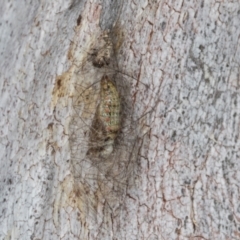 Stenocotis depressa at Hawker, ACT - 27 Mar 2024 12:43 PM