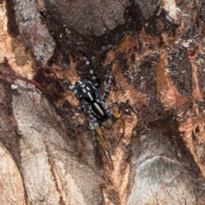 Nyssus coloripes (Spotted Ground Swift Spider) at Hawker, ACT - 27 Mar 2024 by AlisonMilton
