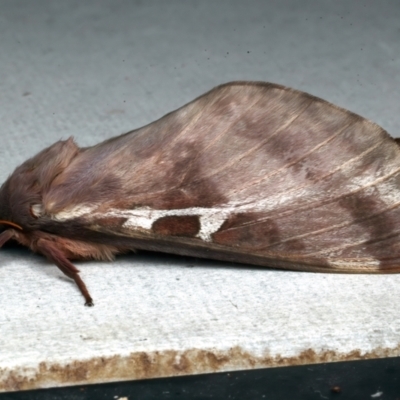 Oxycanus dirempta (Variable Oxycanus) at Rosedale, NSW - 6 Jun 2024 by jb2602