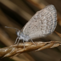 Zizina otis (Common Grass-Blue) at Freshwater Creek, VIC - 9 Feb 2023 by WendyEM